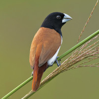 Tricolored Munia